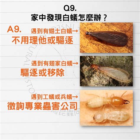 如何判斷白蟻|白蟻怕什麼？預防白蟻必看7大絕招，白蟻防治攻略全。